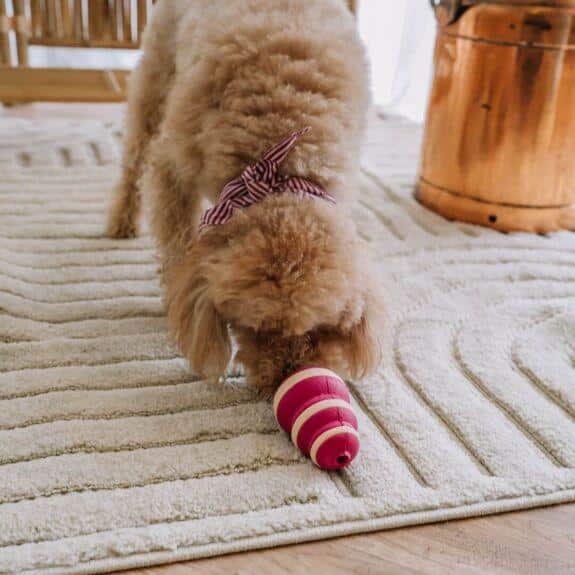 Jouet d’enrichissement Bubble Feeder – Image 3