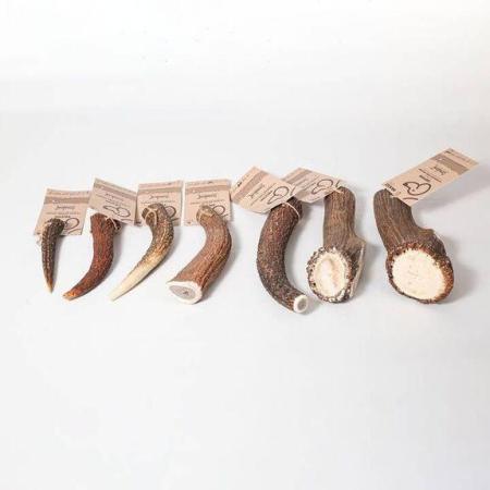 Bois de cerf entier - Ektor