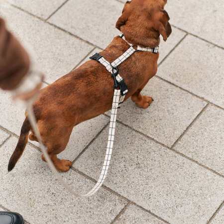 Laisse en PET recyclé - Linea Beige