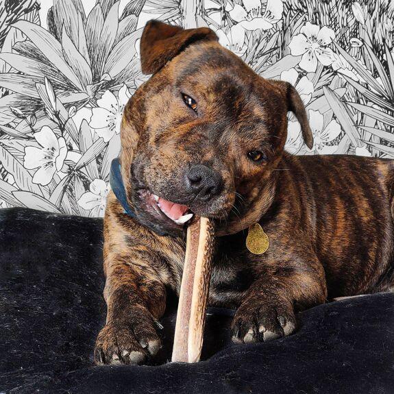 Bois de cerf tranché - Toby – Image 2