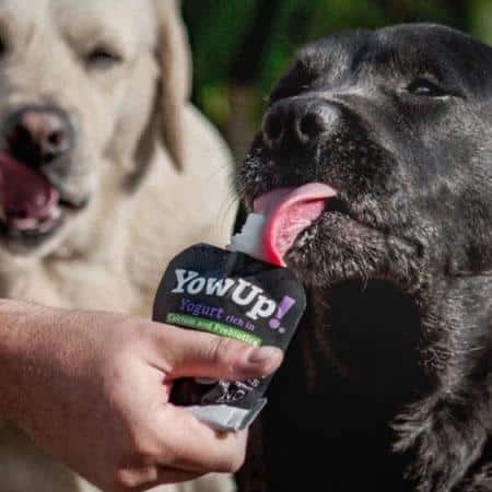 yaourt pour chien yow up
