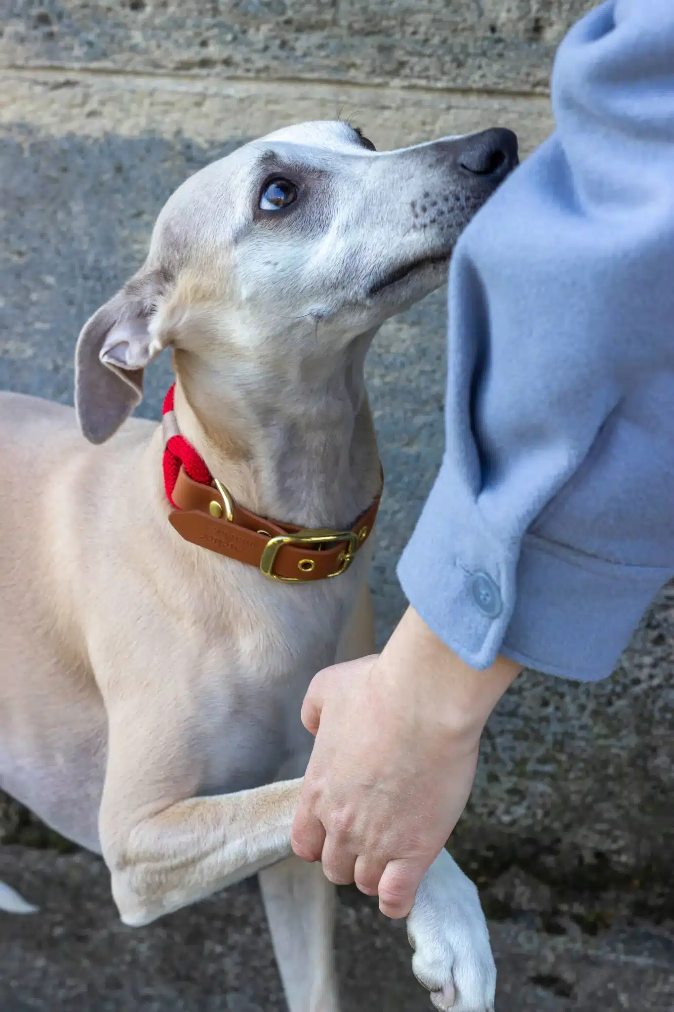 Collier en corde & Biothane Rouge – Image 2