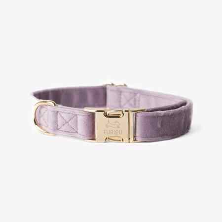 collier pour chien velour lilas