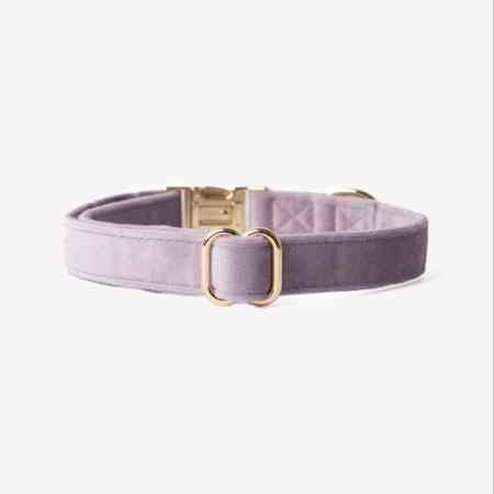 collier pour chien velour lilas