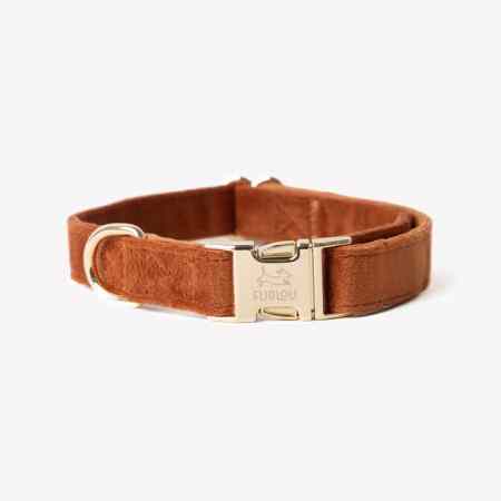 collier pour chien velour terracotta