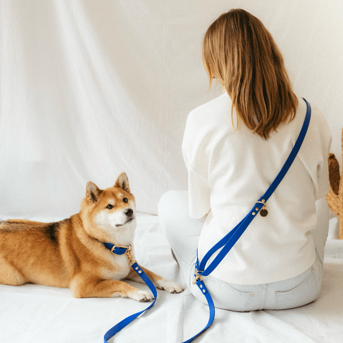 laisse pour chien bleu roi