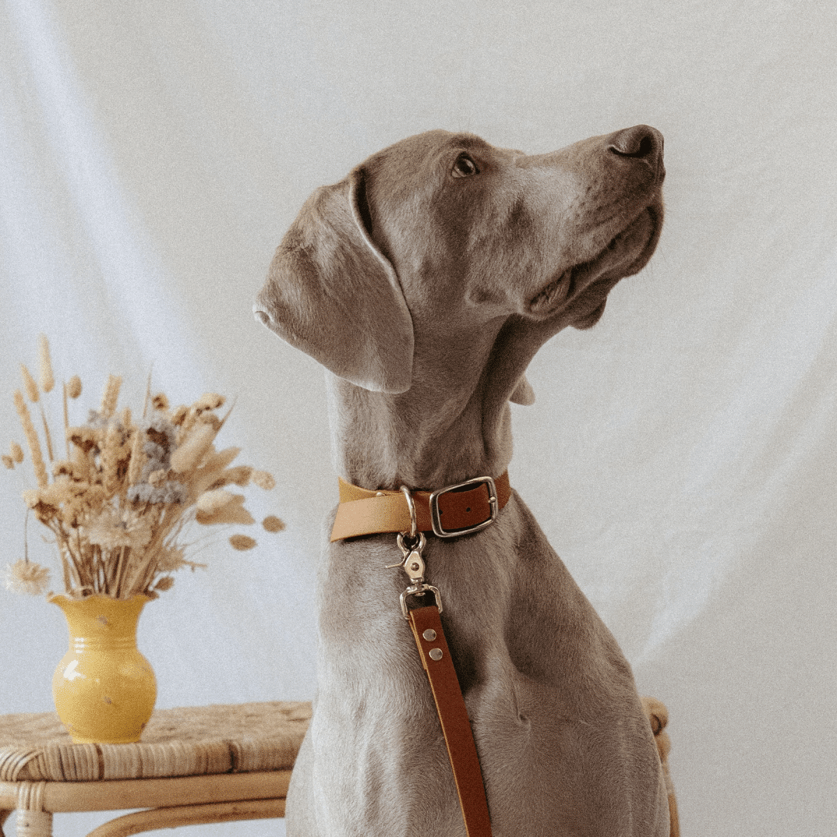laisse pour chien camel