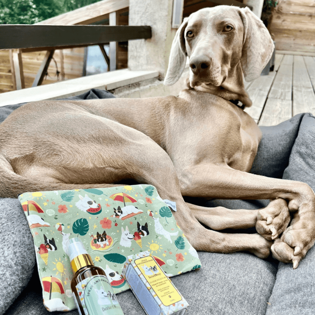 Accessoire ou friandise pour chien – design pratique et adapté au quotidien.