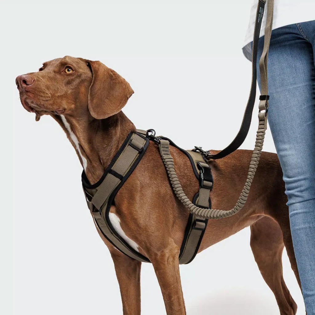Laisse de jogging AKTIV - Olive
