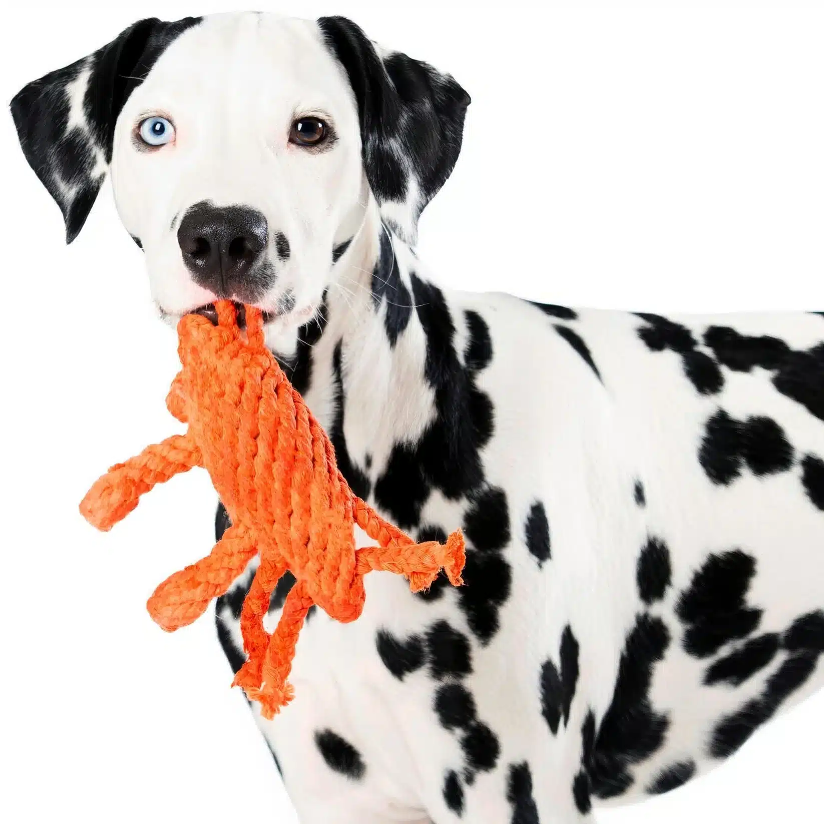 Kristof le crabe - jouet en corde – Image 2