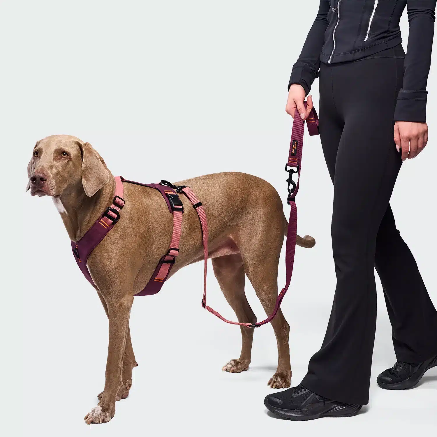 Harnais Y‑2 AKTIV Cordura - Aubergine/Rose – Image 2